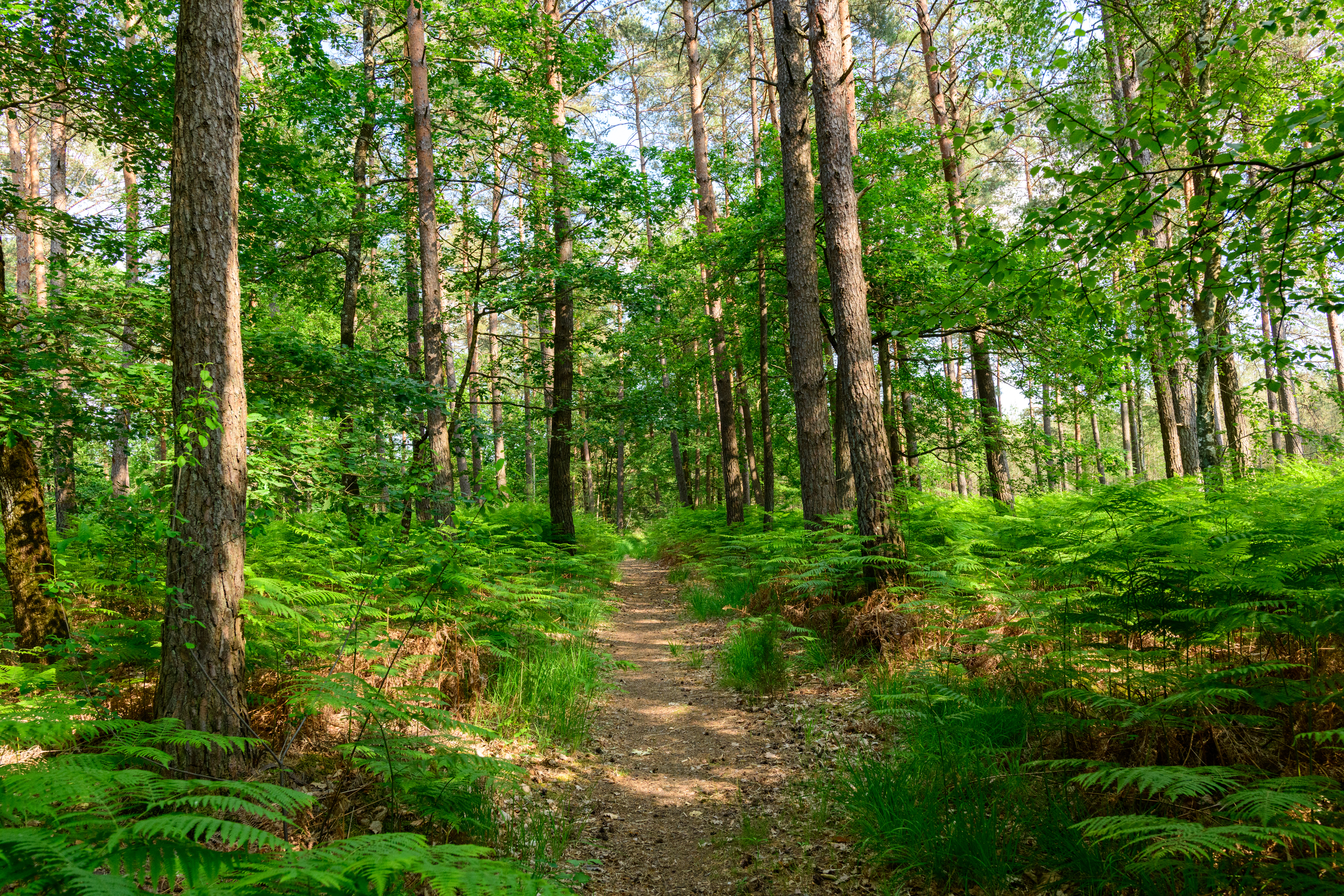 Forêt et investissement forestier